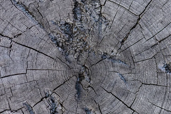 texture of an old tree in a section