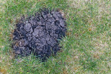 Bereketli Çernozem 'in bir parça kara toprağı bir daire şeklinde ve yeşil çimlerin etrafında.