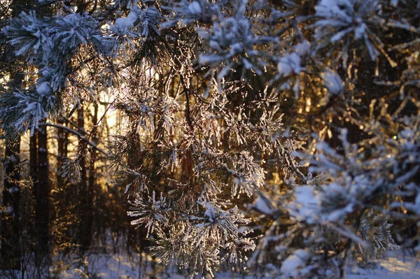 Luz Del Sol Través Los Árboles Bosque Invierno Invierno Siberiano —  Fotos de Stock