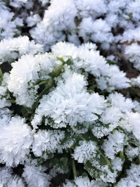 霜の日の花のように霜で覆われた草 — ストック写真