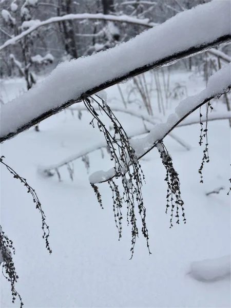 Ramas Árboles Marrones Cubiertas Nieve Esponjosa Ramas Colgantes Plantas Secas — Foto de Stock