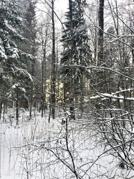 Пейзаж Зимнего Леса Большими Елками Освещенными Солнцем — стоковое фото