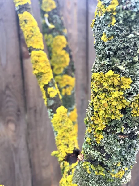 Bright yellow moss on a tree trunk against