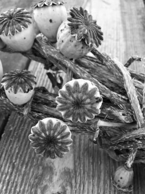 Ahşap bir yüzey üzerinde haşhaş kutularının dekoratif bileşimi