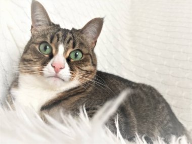 Ev ortamında beyaz arka planda beyaz göğüslü evcil kedi.