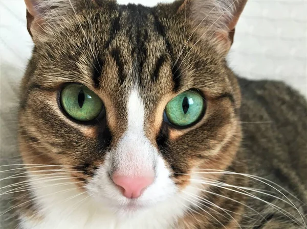 一只亮蓝绿色眼睛的家猫闭着嘴 — 图库照片