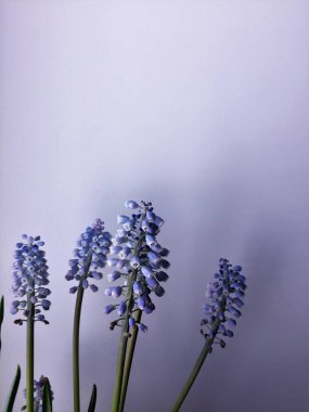 Hafif arka planda narin leylak bahar çiçekleri