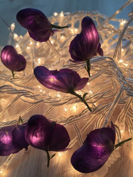 Bright purple flowers illuminated with led garlands for festive decoration