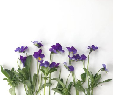 Çiçekler beyaz arka planda mordur. Yukarıdan görünüşü