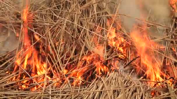 กองหญ้าแห้งไฟไหม้ — วีดีโอสต็อก