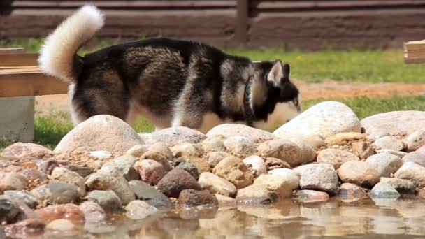 Husky у бассейна на заднем дворе — стоковое видео