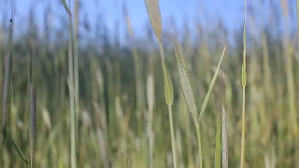 Солнечно-зелёное пшеничное поле — стоковое видео