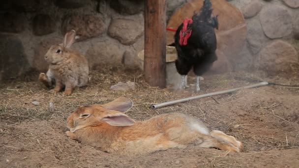 Galinhas e coelhos em uma gaiola — Vídeo de Stock