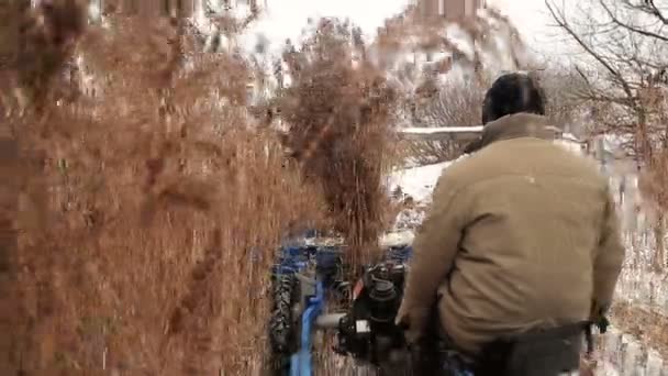 Récolte du roseau en hiver — Video