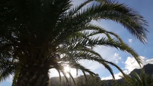 Пальмові дерева проти мутантного пейзажу — стокове відео