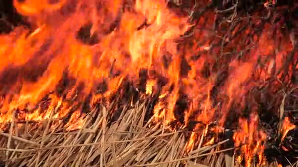 Montón de hierba seca en llamas — Vídeo de stock