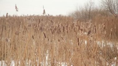 Reed kış aylarında hasat