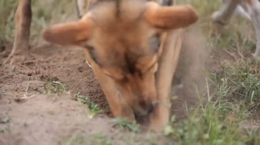 Grup bahçede oynayan köpek