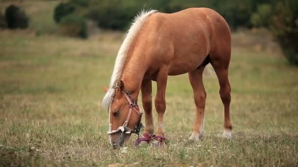 Pferd auf dem Feld — Stockvideo