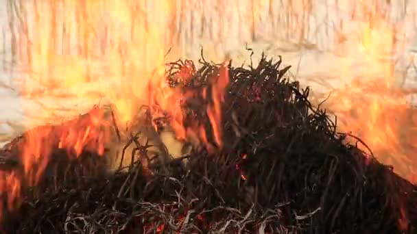 Montón de hierba seca en llamas — Vídeos de Stock