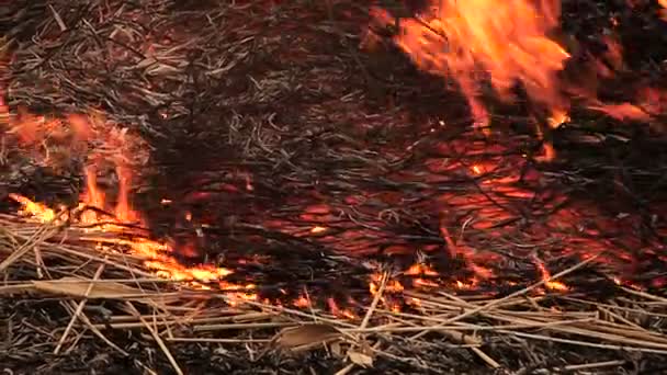 Στοίβα από ξερά χόρτα στην πυρκαγιά — Αρχείο Βίντεο