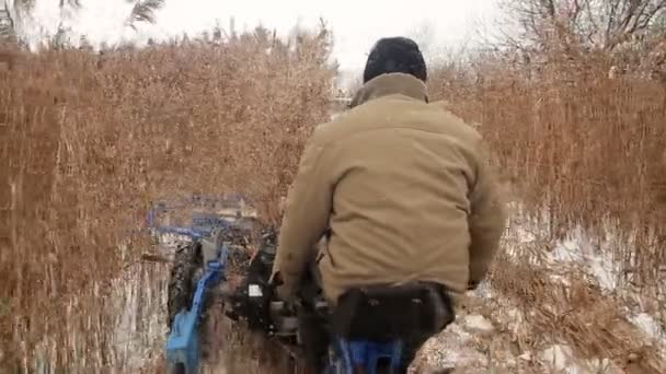 Oogsten reed in de winter — Stockvideo