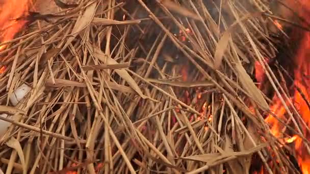 Stapel trockenes Gras in Flammen — Stockvideo