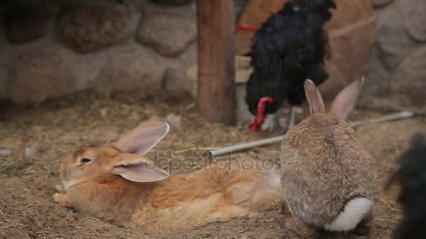 Gallinas y conejos en un gallinero — Vídeo de stock