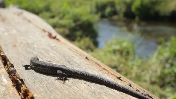 Lizard basking in the morning sun — Stock Video