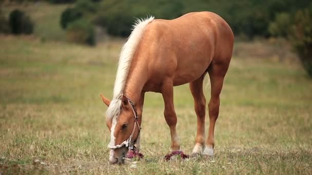 Koń na polu — Wideo stockowe