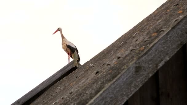 Cicogna bianca sul tetto di una casa — Video Stock