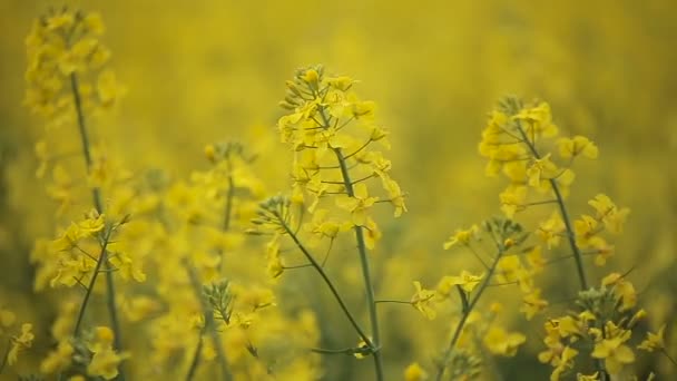 盛开的黄色的花菜籽油油菜田 — 图库视频影像