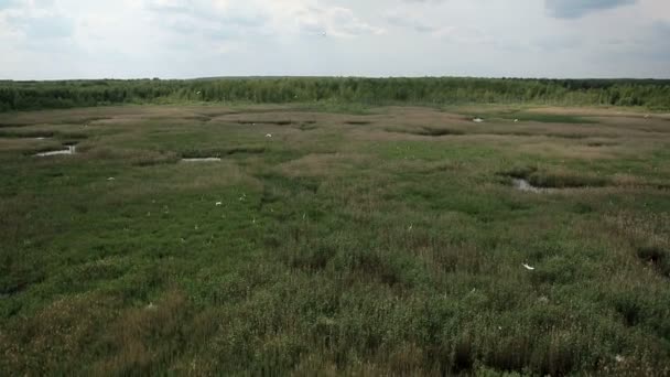Aerial view of bog lands with white herons nesting place — Stock Video