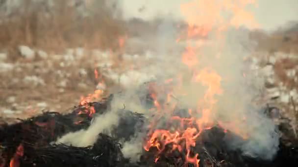Montón de hierba seca en llamas — Vídeo de stock