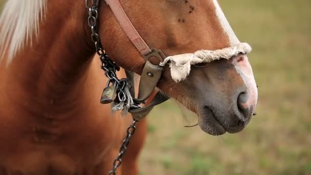 Лошадь в поле — стоковое видео