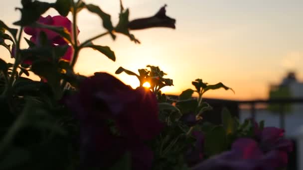 Blommor på taket uteplatsen på solnedgången på en blåsig dag — Stockvideo