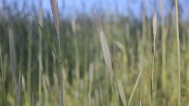 güneşli yeşil buğday alanı