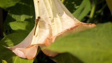 Bir büyük beyaz çiçek bahçesinde üzerinde dinlenme yusufçuk
