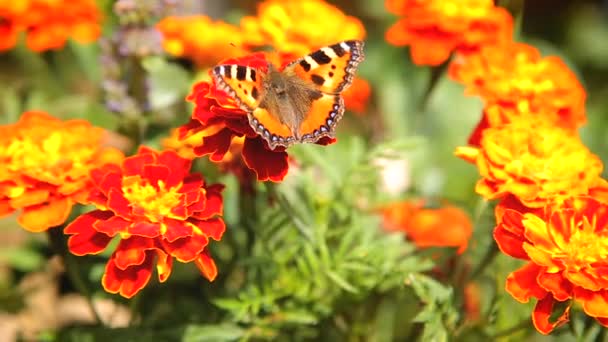 Néctar para beber mariposas en flor de tagetes — Vídeos de Stock