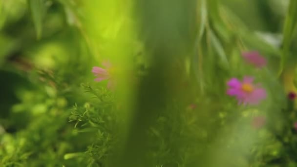 美丽的花园鲜花 — 图库视频影像