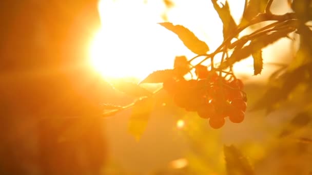 Rode rowan bos bij zonsondergang tegen de hemel achtergrondverlichting — Stockvideo