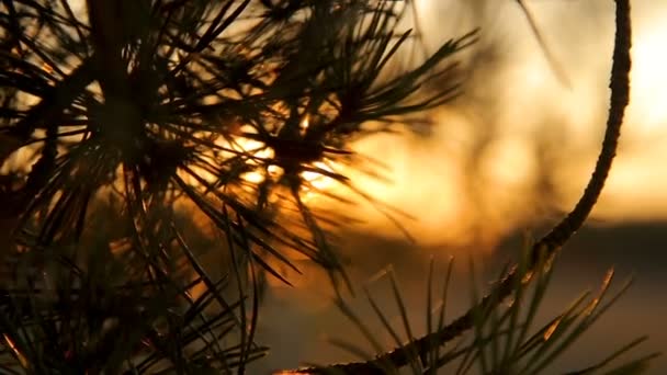 Kiefernzweige mit Nadeln bei Sonnenuntergang im Gegenlicht des Himmels — Stockvideo