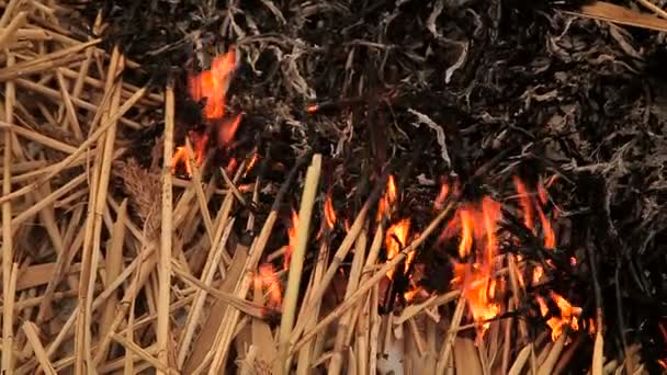 Pilha de grama seca em chamas — Vídeo de Stock