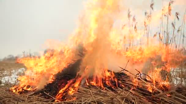Pilha de grama seca em chamas — Vídeo de Stock