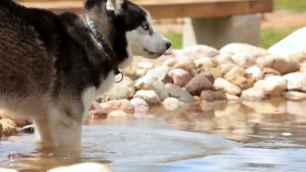 Husky junto a la piscina en el patio trasero — Vídeo de stock