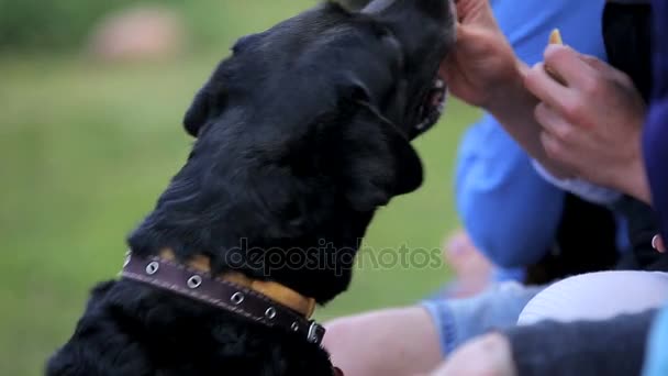 Black labrador with the owners at the backyard pet party — Stock Video