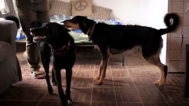 Ομάδα σκύλων στο σπίτι — Αρχείο Βίντεο