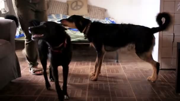 Gruppo di cani a casa — Video Stock