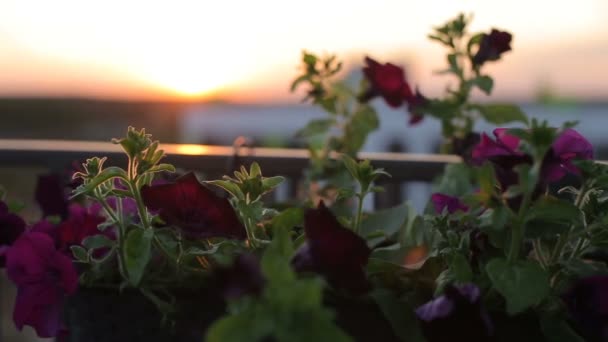 Blommor på taket uteplatsen på solnedgången på en blåsig dag — Stockvideo