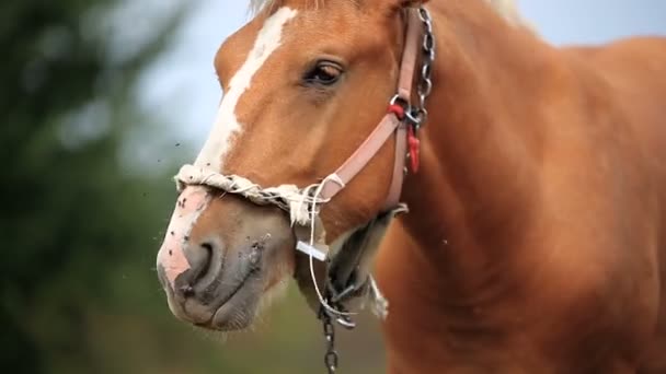 Häst på fältet — Stockvideo